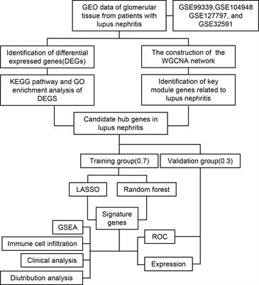 Identification of driver genes in lupus nephritis based on comprehensive bioinformatics and machine learning